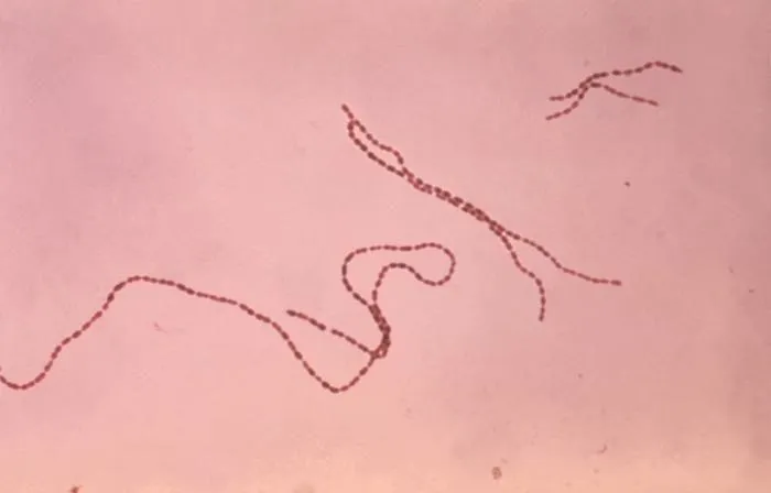Microscopic view of bacterial organisms on a pink background.