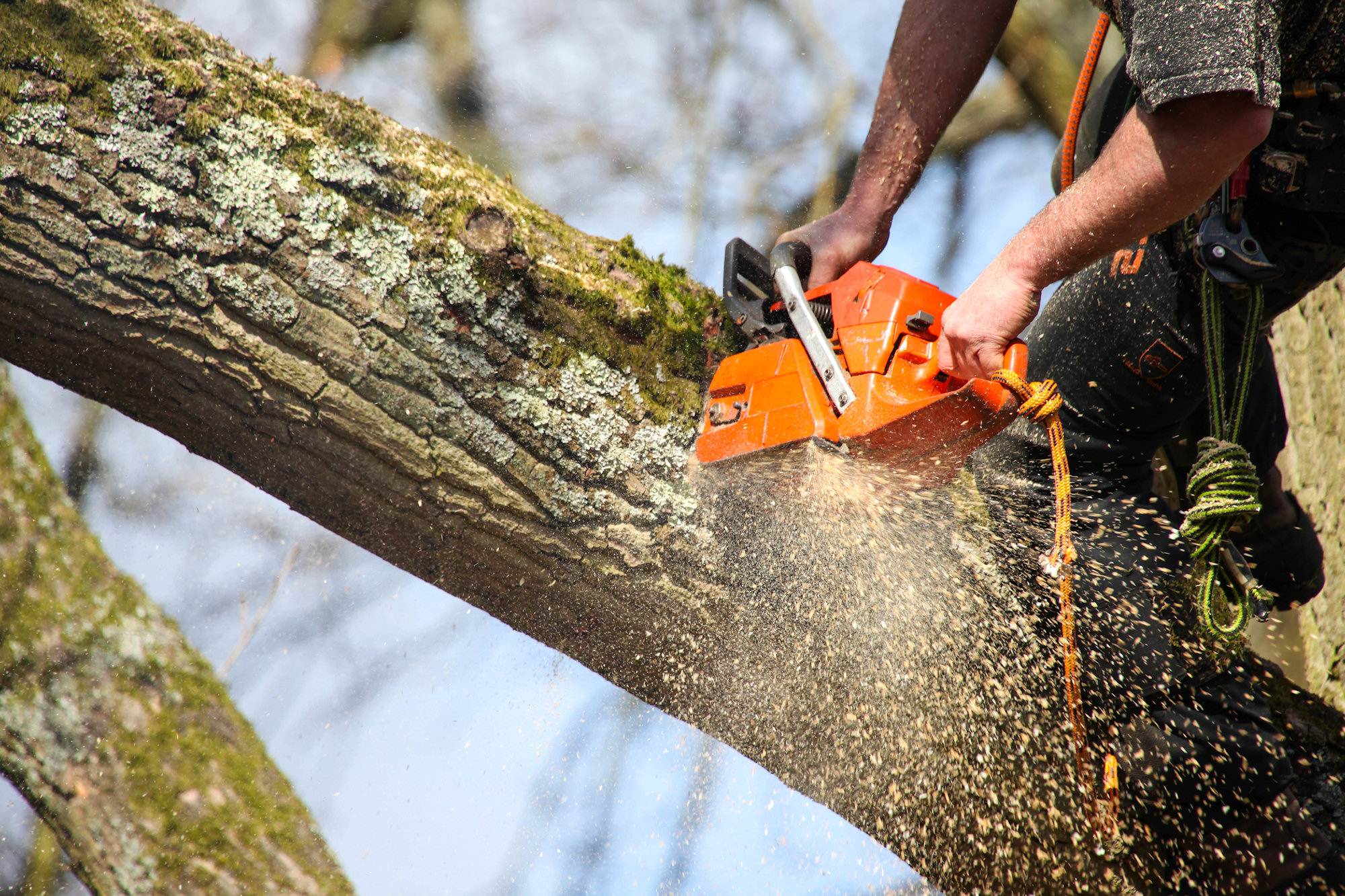 Tree Works Guide Tree Works - Tecoma