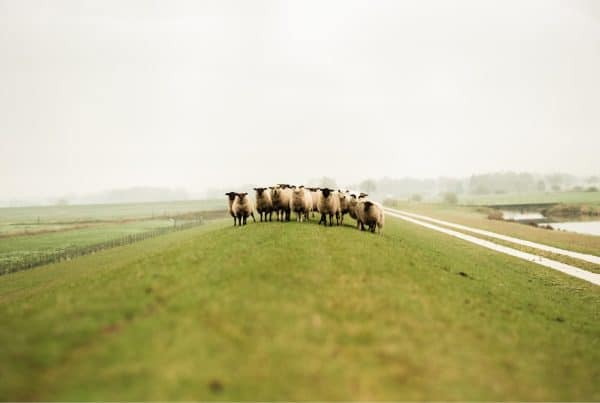 A group of sheep on a dam in the Netherlands