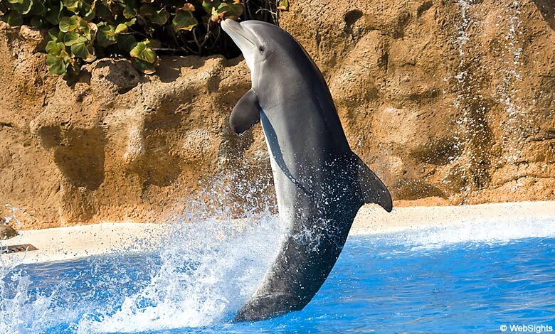 Loro Parque dolphin