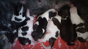 B-litter born 19/6 2016 2 boys 4 girls