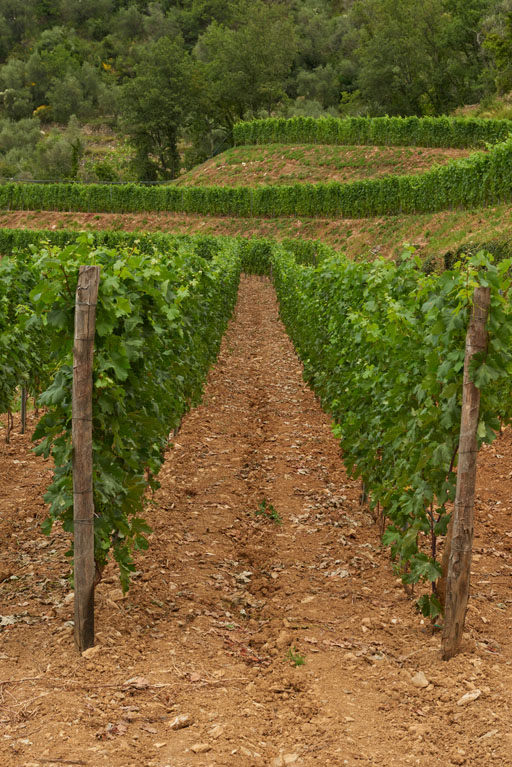 Azienda Agricola Laura Aschero