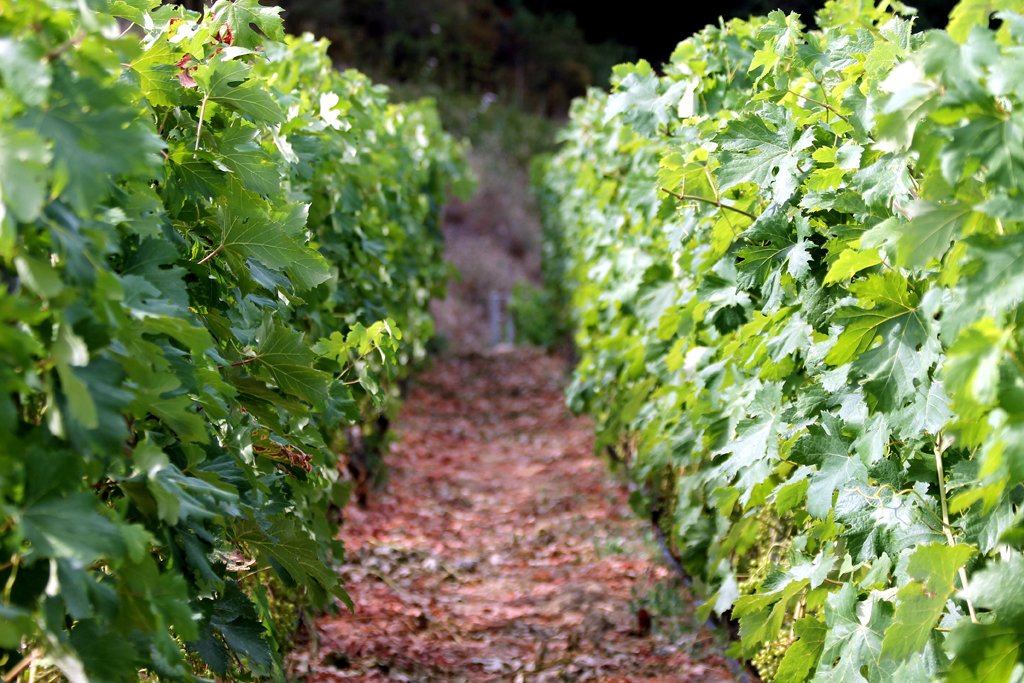 Rossese di Dolceacqua