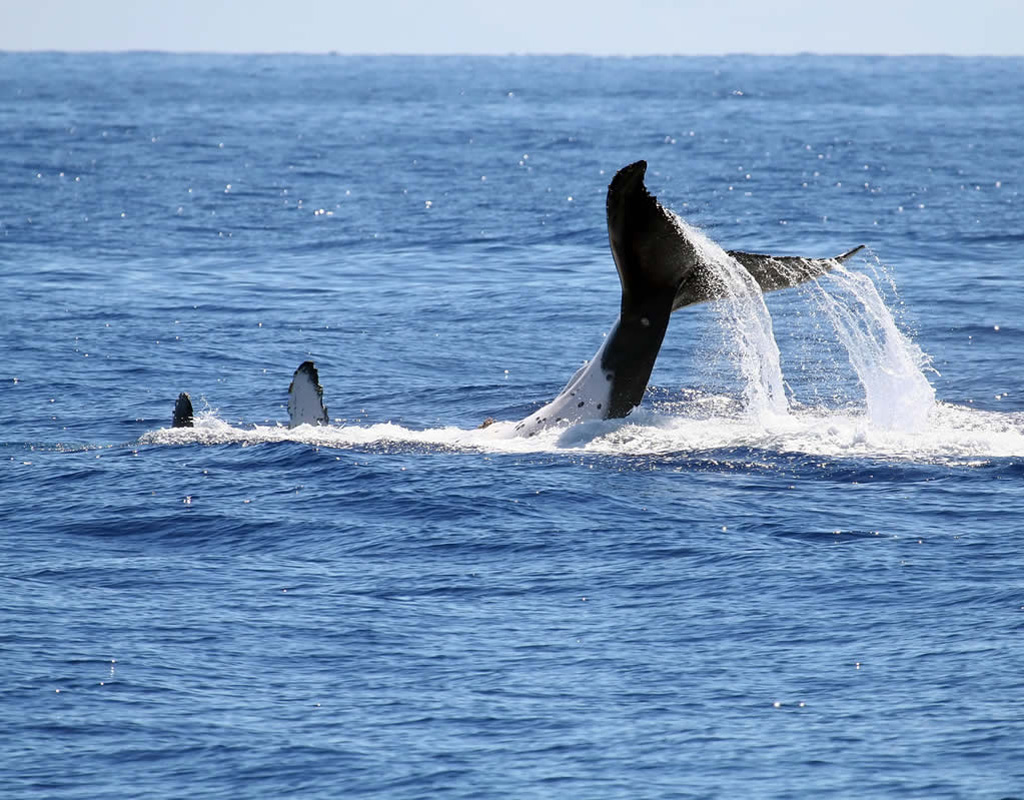 Whale Watching, leaving from the Ports of Imperia, Sanremo and Bordighera