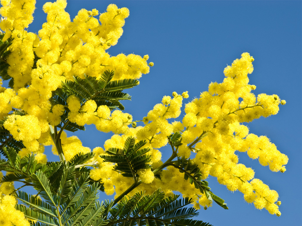 Mimosas in Blossom from January to March