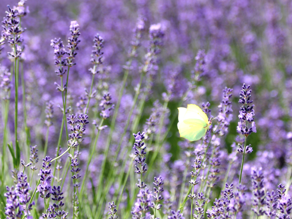 Lavanda nella Valle Argentina