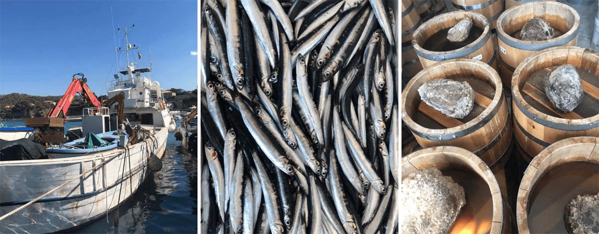 Anchois en direct des pêcheurs