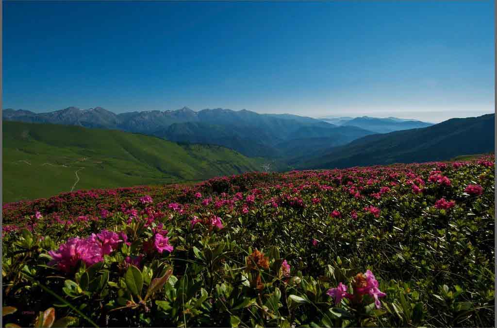 Monesi und die Blüte der Rhododendren