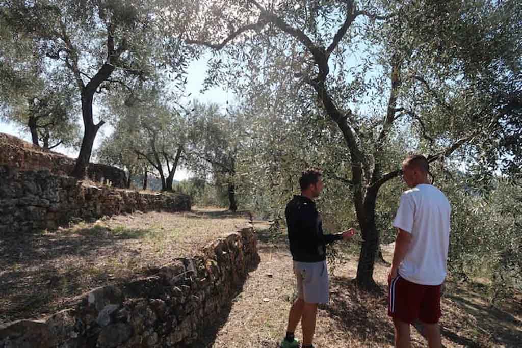 Olive grove in Apricale