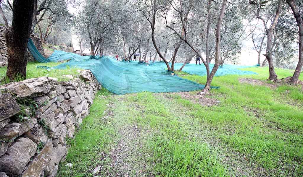 Olive grove