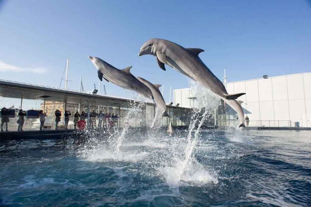Pavillon der Delfine, Acquario di Genova