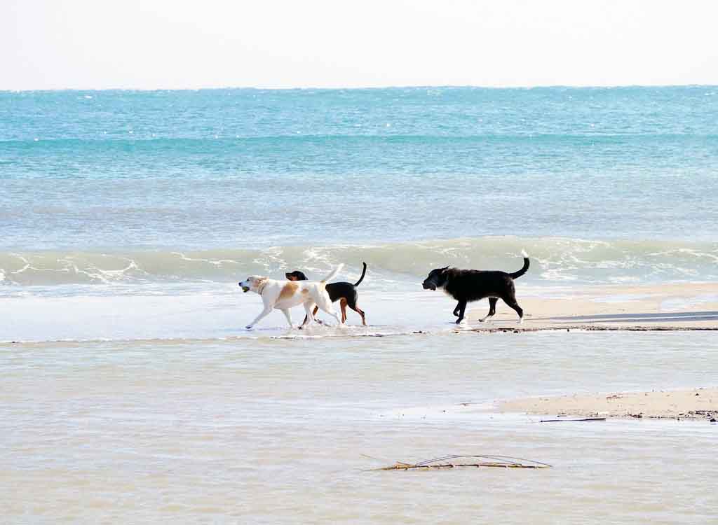 Urlaub am Strand mit vierbeinigen Gefährten