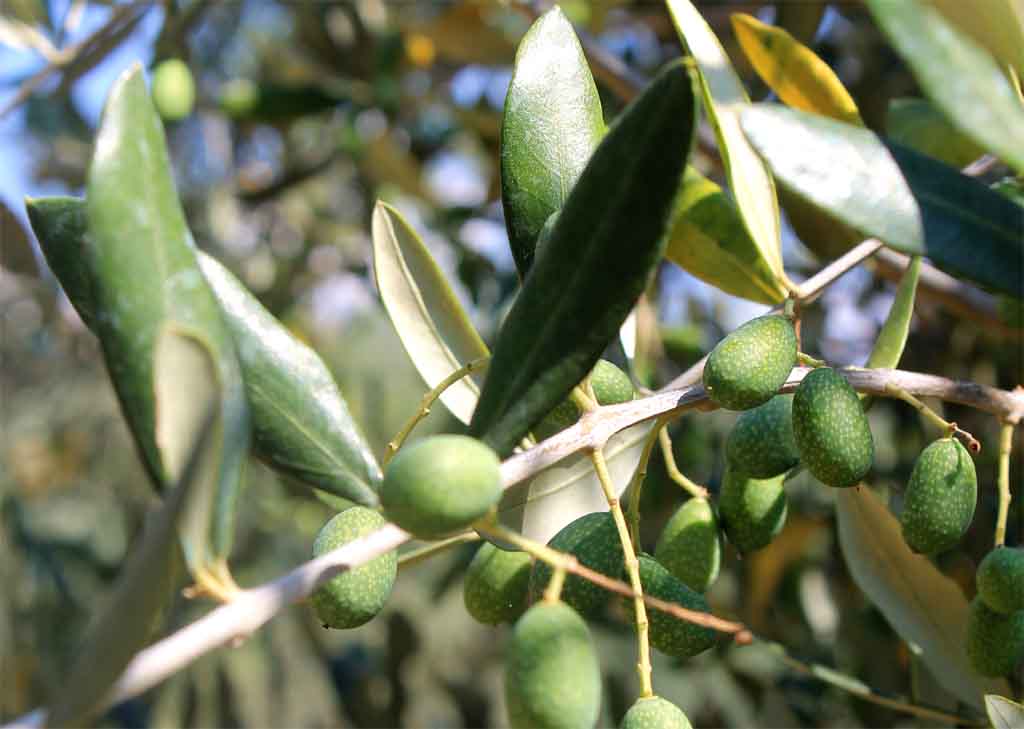 Taggiasca olives