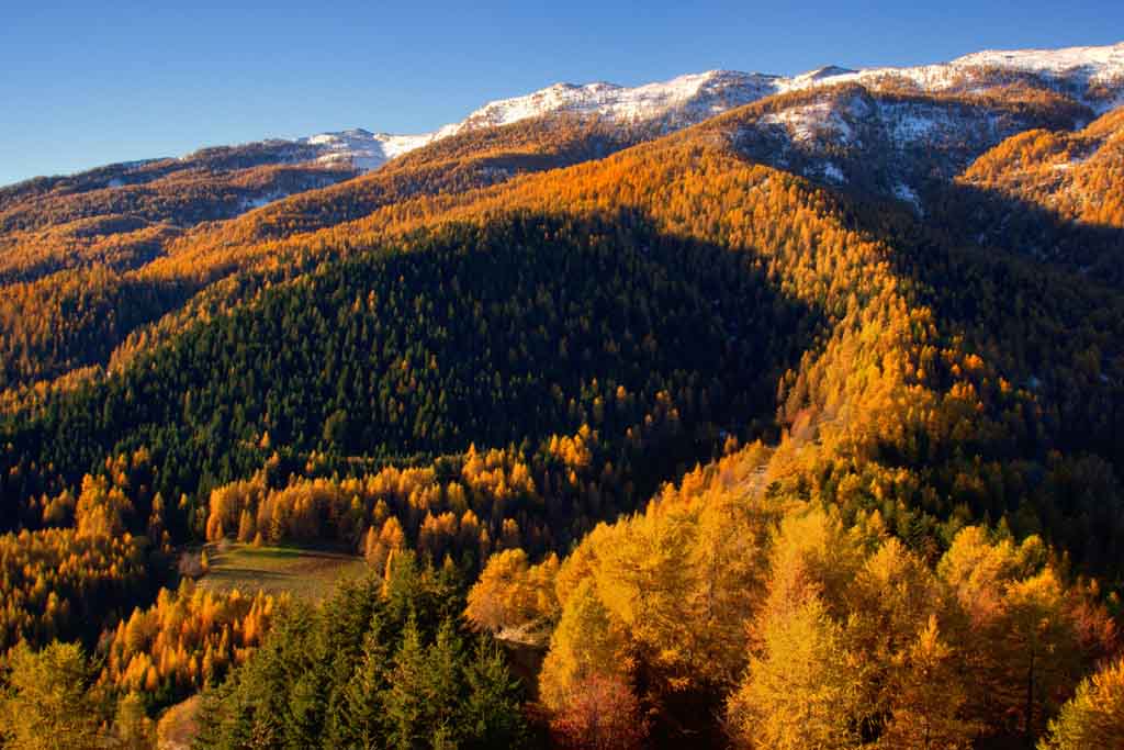 Il bosco in autunno