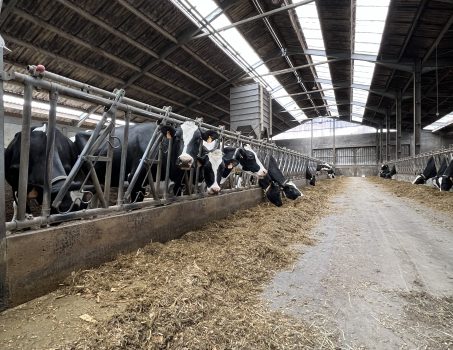 La ferme Delcour, l’or blanc de nos campagnes