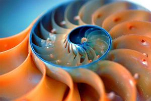 nautilus_flickr