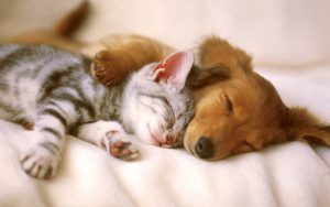 dog-and-cat-sleeping-Copy