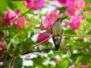 Von den Kolibris waren wir im Jardin de Balata besonders begeistert - der Baumwipfelweg hielt uns fit auf Martinique