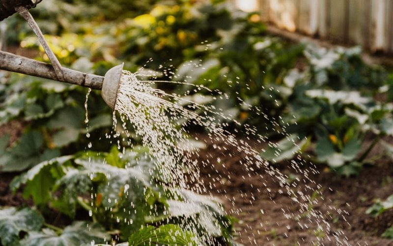 Vattenbesparingstips för Trädgården