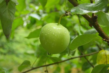Hur man Odlar Fruktträd – Tips & Råd