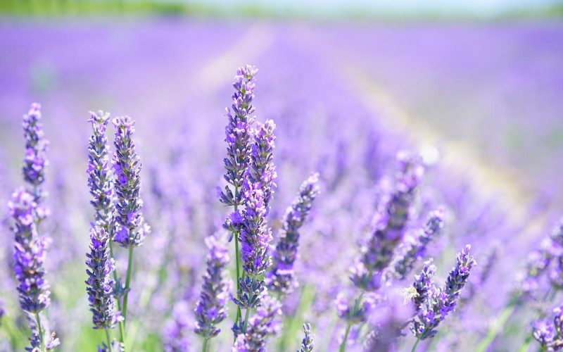 Hur man Odlar Lavendel – Bästa Tips & Råd