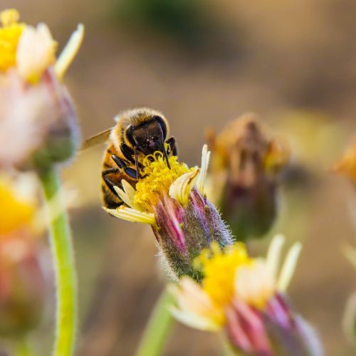 Vikten av Dragväxter för Pollinatörer