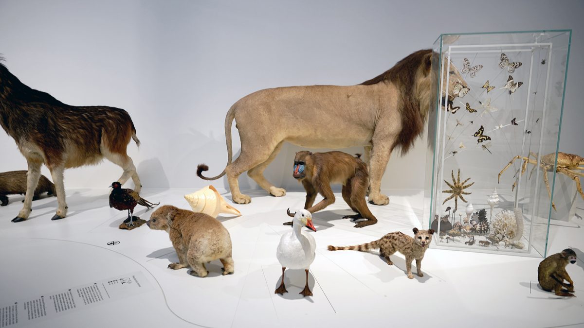 To diorama or not to diorama? The representation of nature at the Museum of Natural Sciences in Brussels.