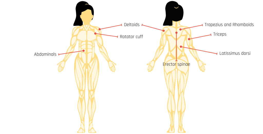 Body anatomy of what muscles does surfing work in paddling. Surfing paddling muscles used