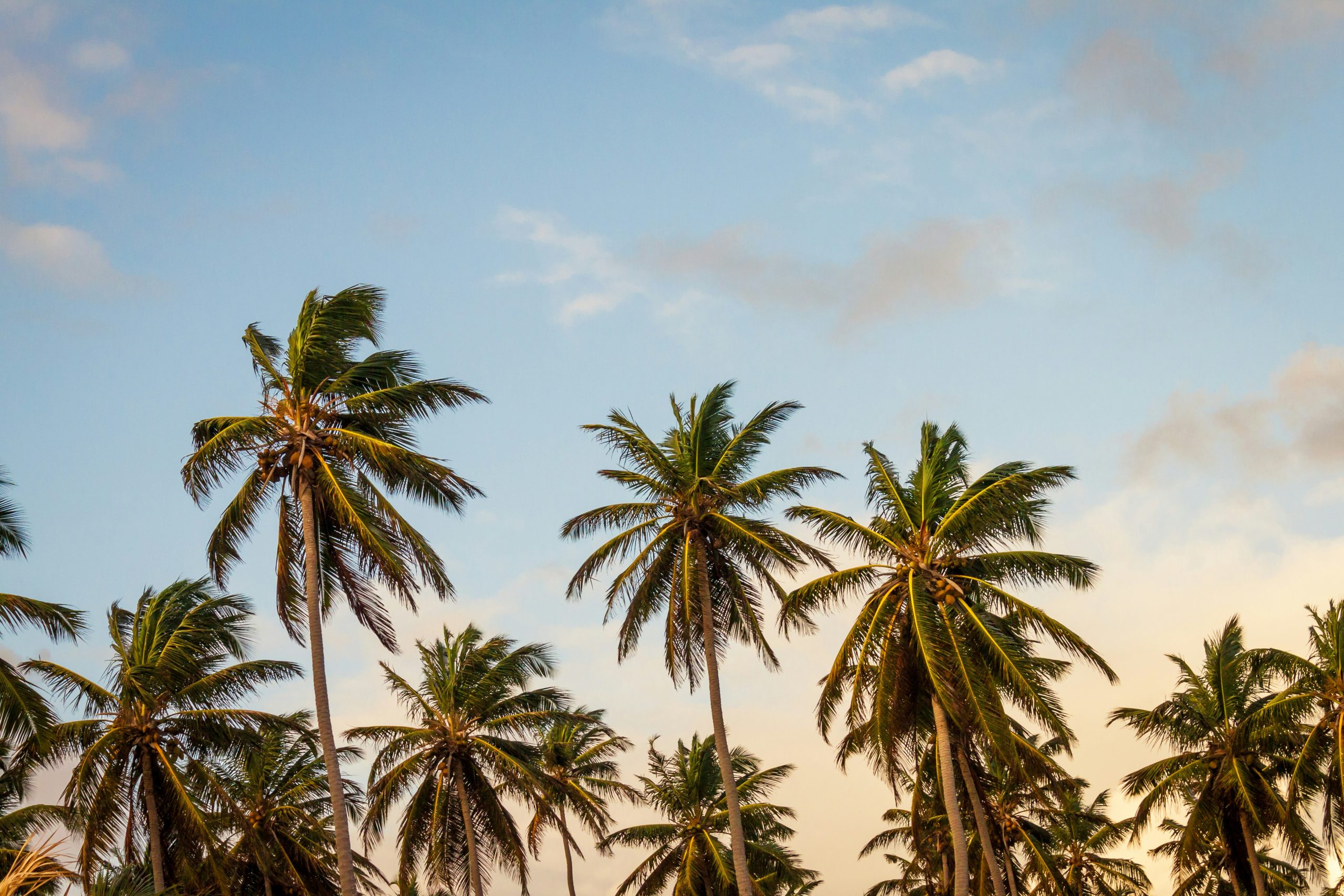 Palm trees and sunset