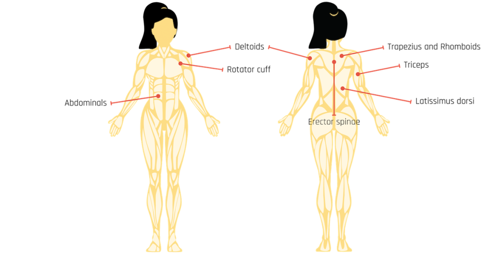 Body anatomy of what muscles does surfing work in paddling. Surfing paddling muscles used