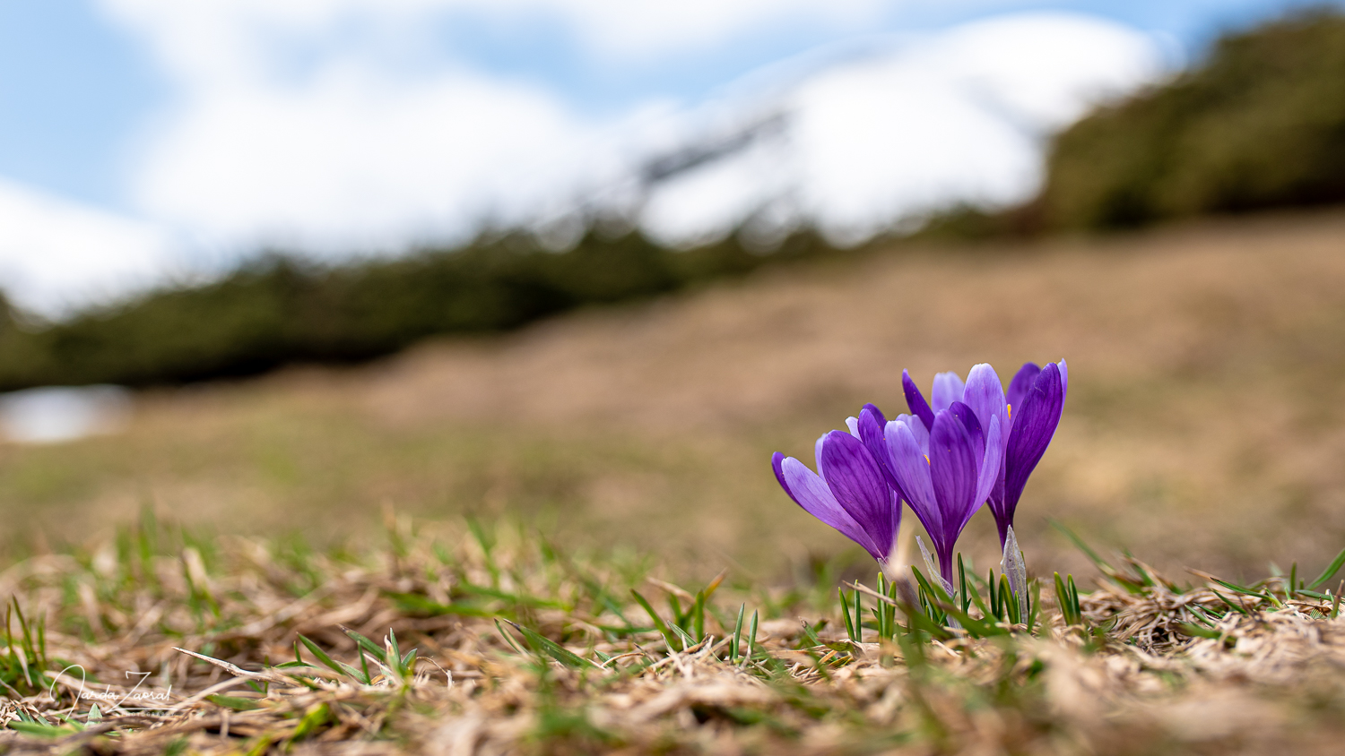 Spring flowers in Ukrainian mountains