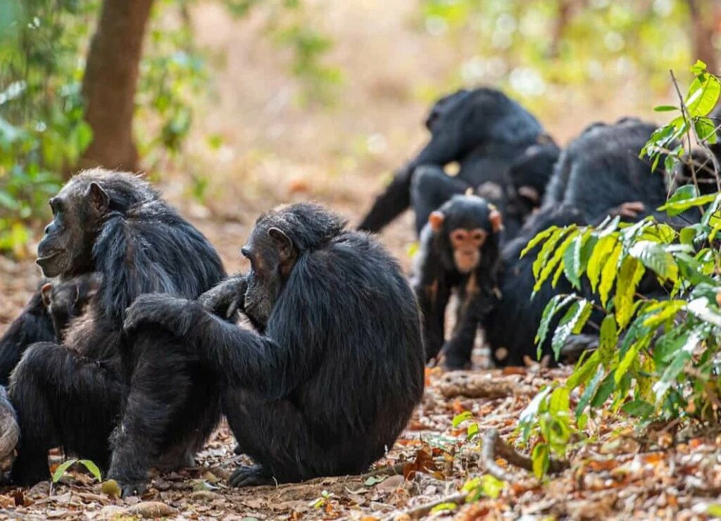 Rubondo National Park