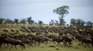 Serengeti National Park