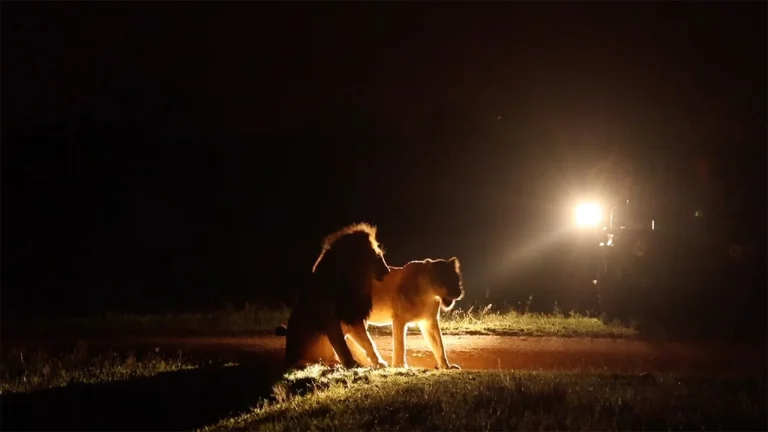 Night Game Drives