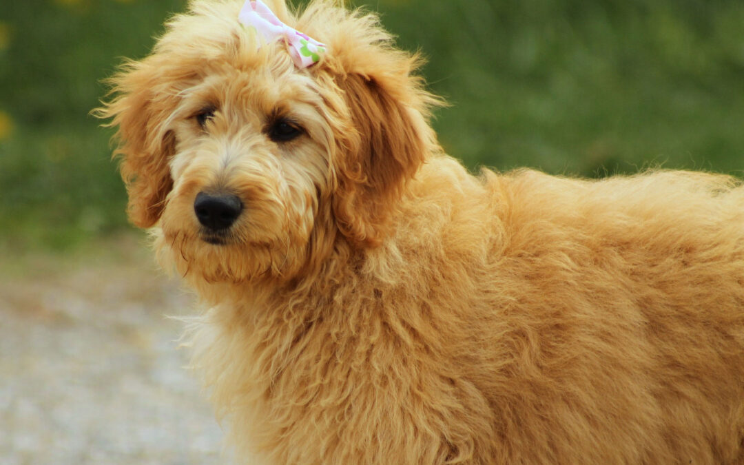 Doodles-Labradoodle, Goldendoodle, Cockapoo,mm