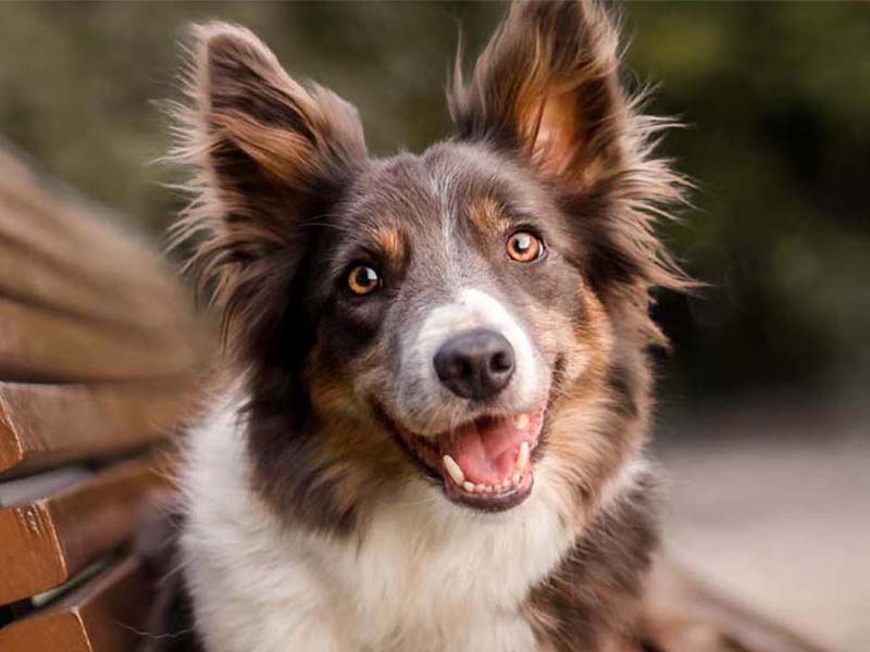 It’s Just a Dog