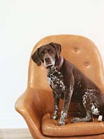 It’s Just a Dog - Image 1