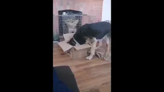 GSD Enrichment Cardboard Box