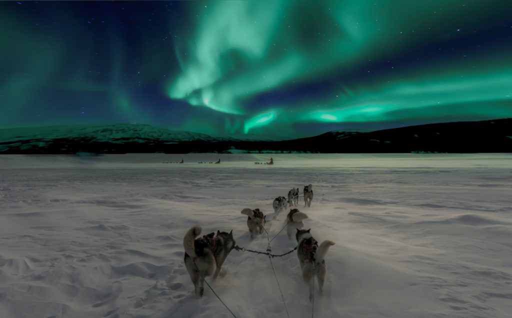 northern lights and huskies