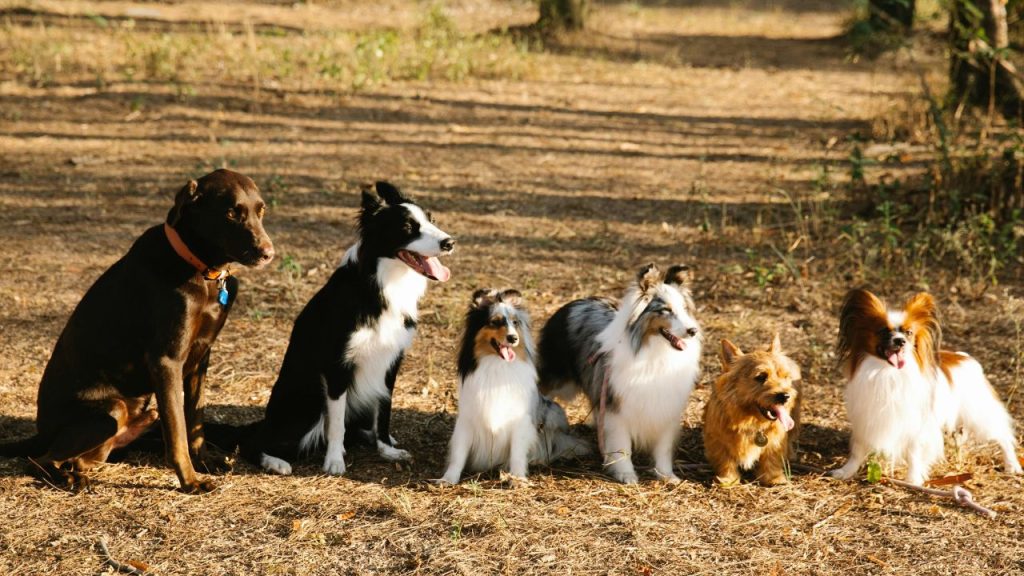 Dogs watching
