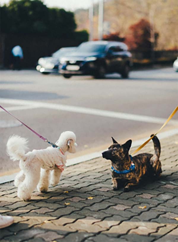 Dog Behaviour Assessment Walks in Lisburn & Belfast