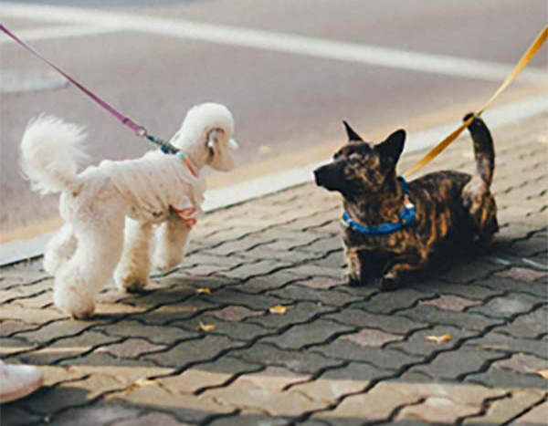 Dog Behaviour Assessment Walks in Lisburn & Belfast