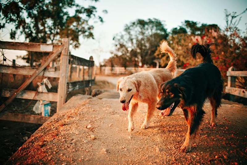 Dog Behaviour Assessment Walks in Lisburn & Belfast