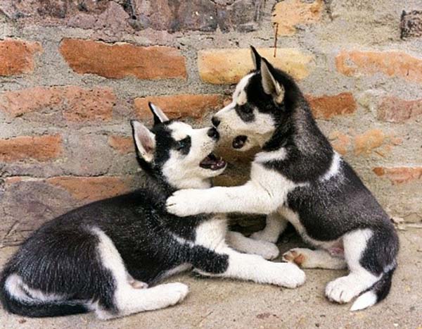 Puppies - The Joyful Beginning of Mans Best Friend
