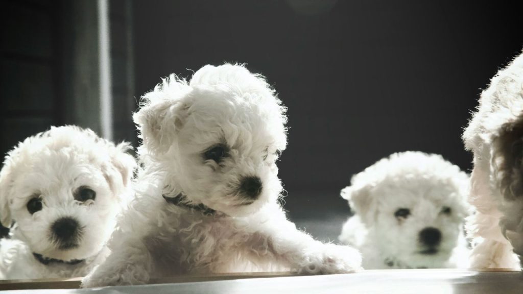 White puppies