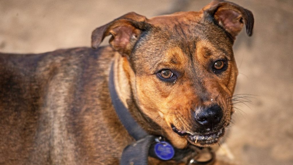 resource guarding dog snarling