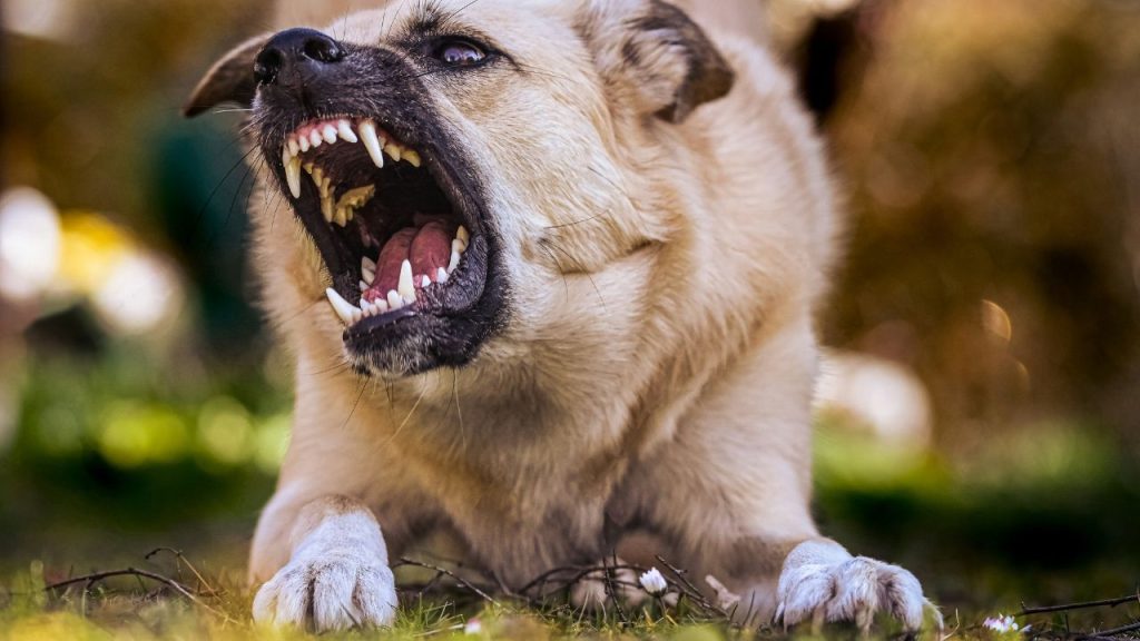 dog resource guarding showing teeth
