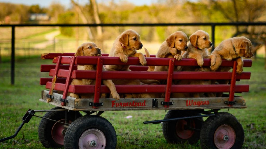 puppies in a cart