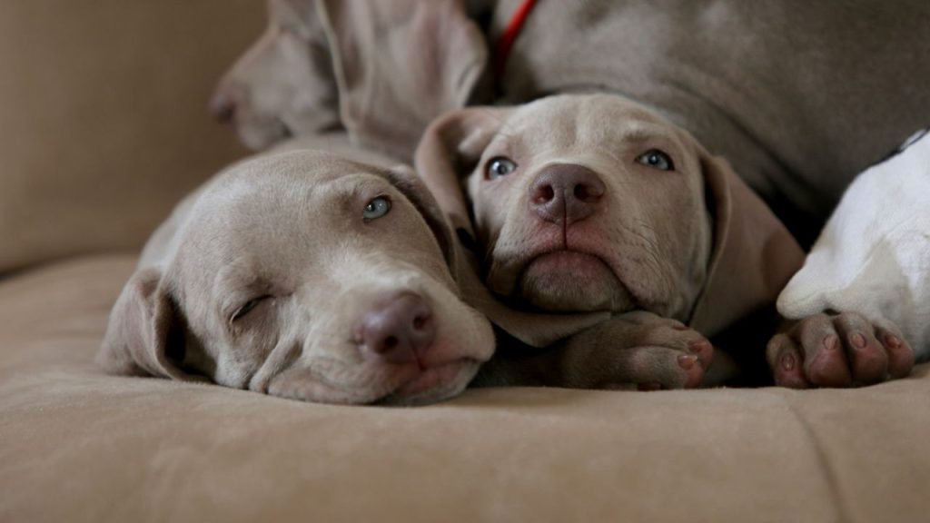 weinmarner puppies