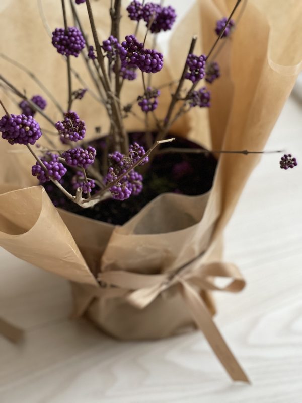 Glasbær (Calicarpa Bordineri)